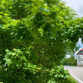 Restaurant "Hotel und Restaurant Lengefelder Warte" in Anrode