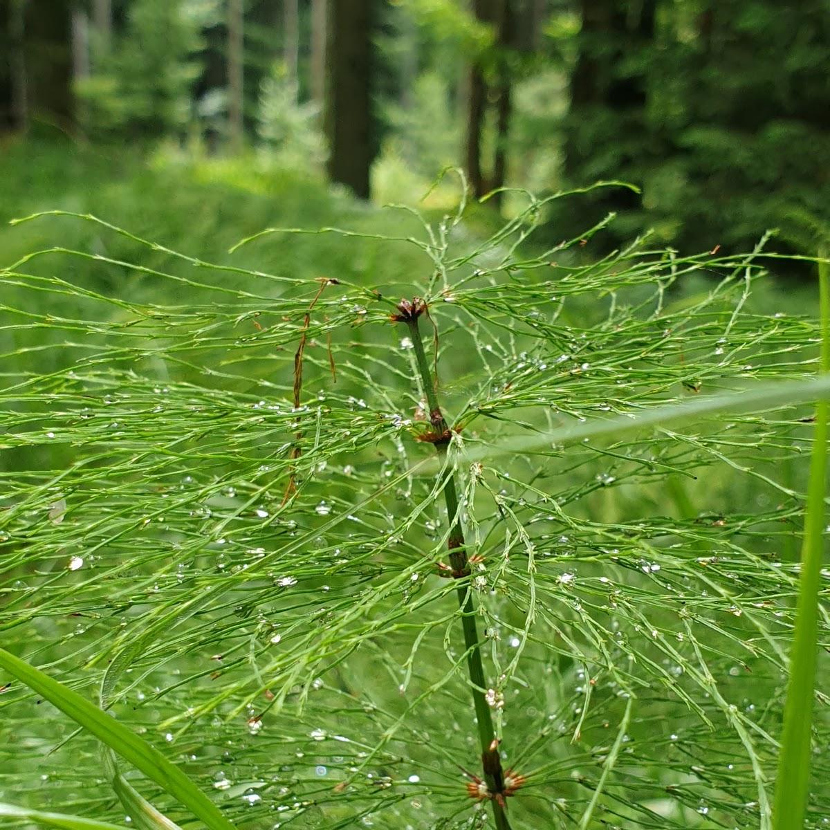 Restaurant "Richard Dillinger" in Hohenau