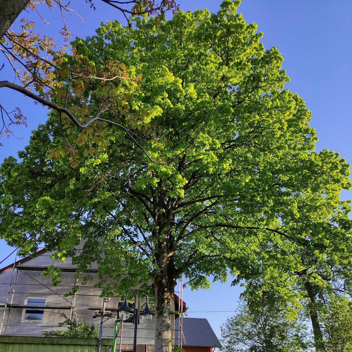 Restaurant "Gasthaus & Pension Schumbert" in Erbach