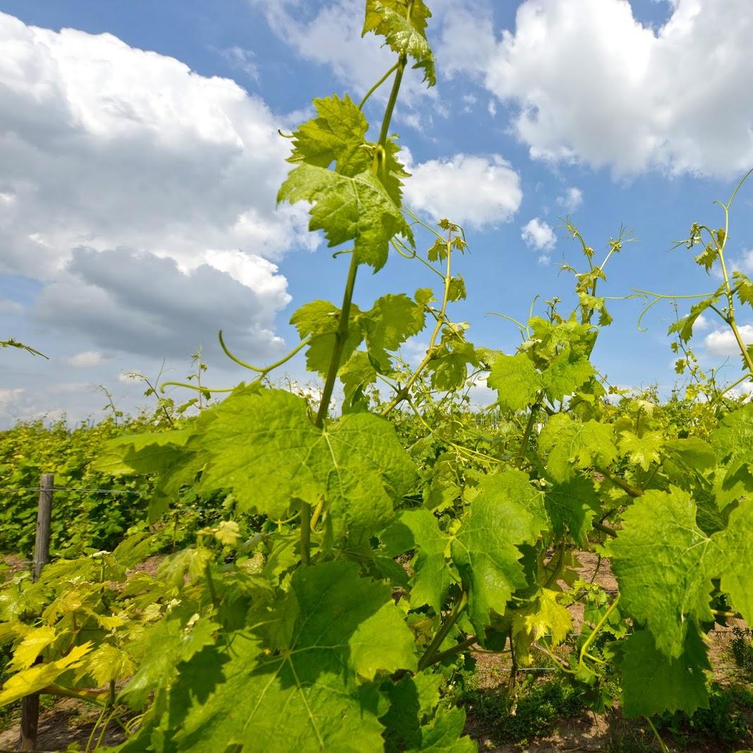 Restaurant "Weingut Schloßmühle" in Gau-Algesheim