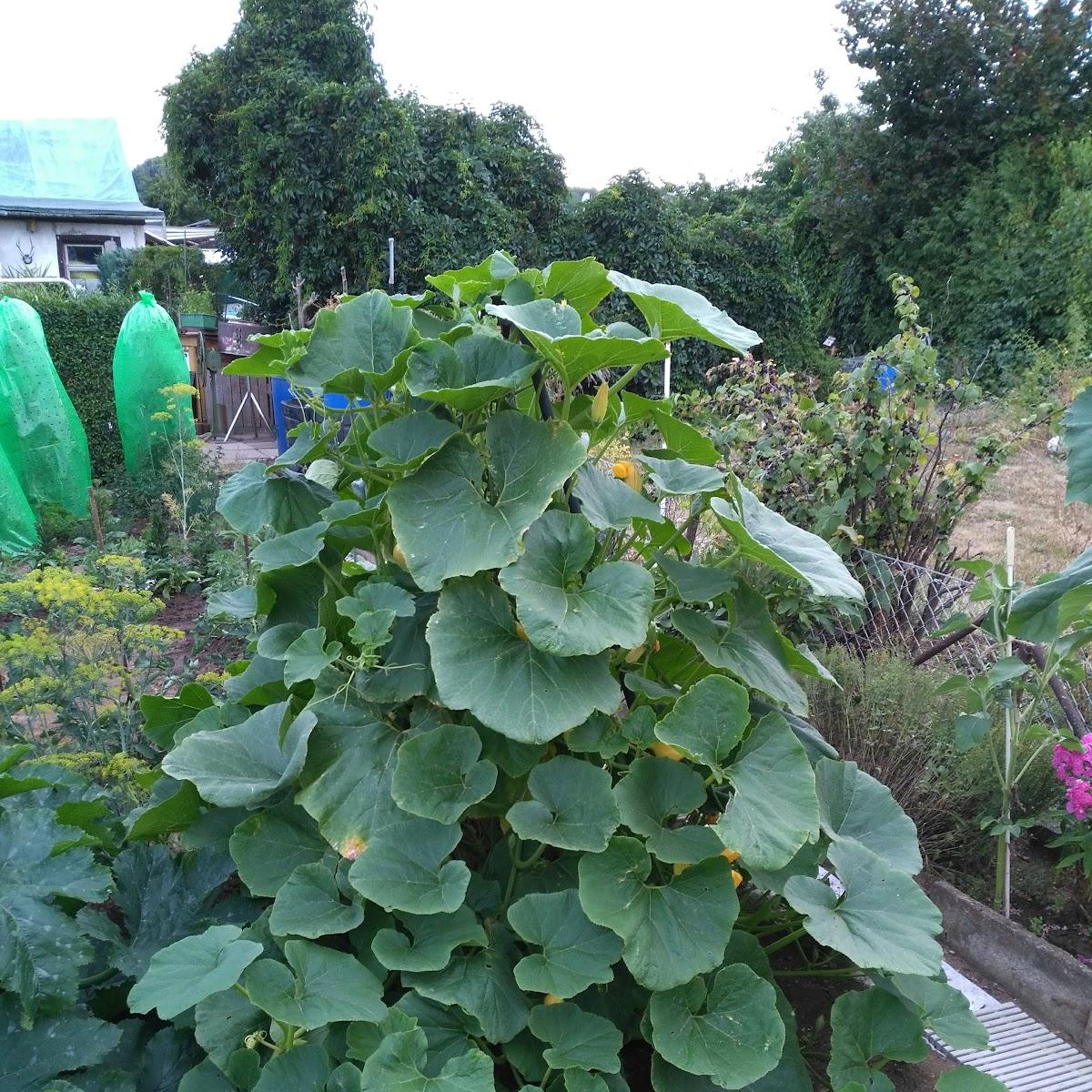 Restaurant "Zur Eintracht" in Arnstadt