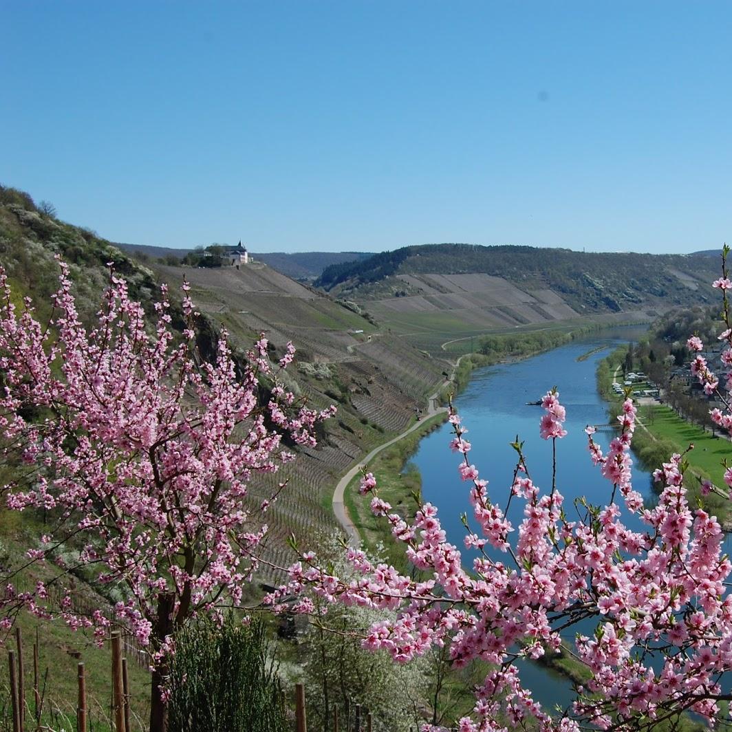 Restaurant "Weingut & Pension Benedikt Nilles" in Pünderich