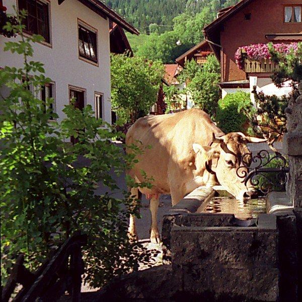 Restaurant "Wildbachstuben" in Bad Hindelang