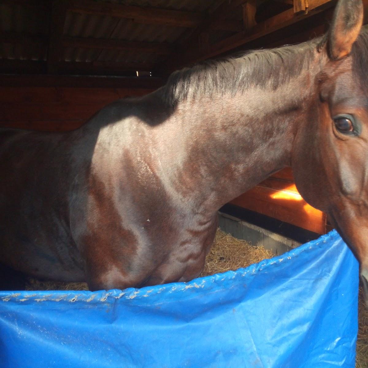 Restaurant "Reiterhof Schlichte" in Eschede
