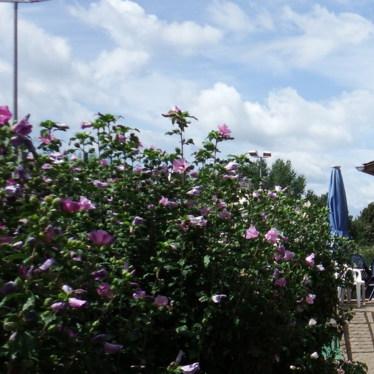 Restaurant "Clubgaststätte TC Mengen" in Schallstadt