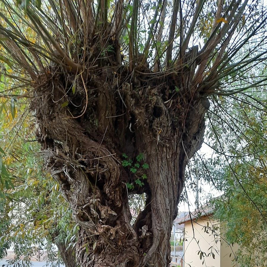 Restaurant "Gasthaus Zum Posthorn" in Uhlstädt-Kirchhasel