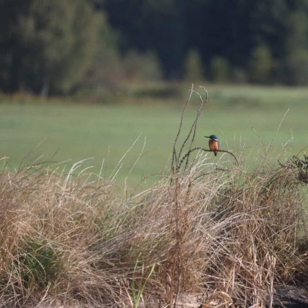 Restaurant "Ferienwohnung r Heide" in Lieberose