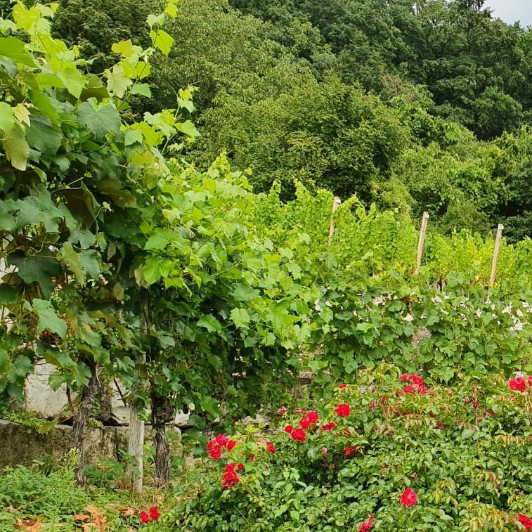 Restaurant "Pension Held im Weinort" in Bach an der Donau