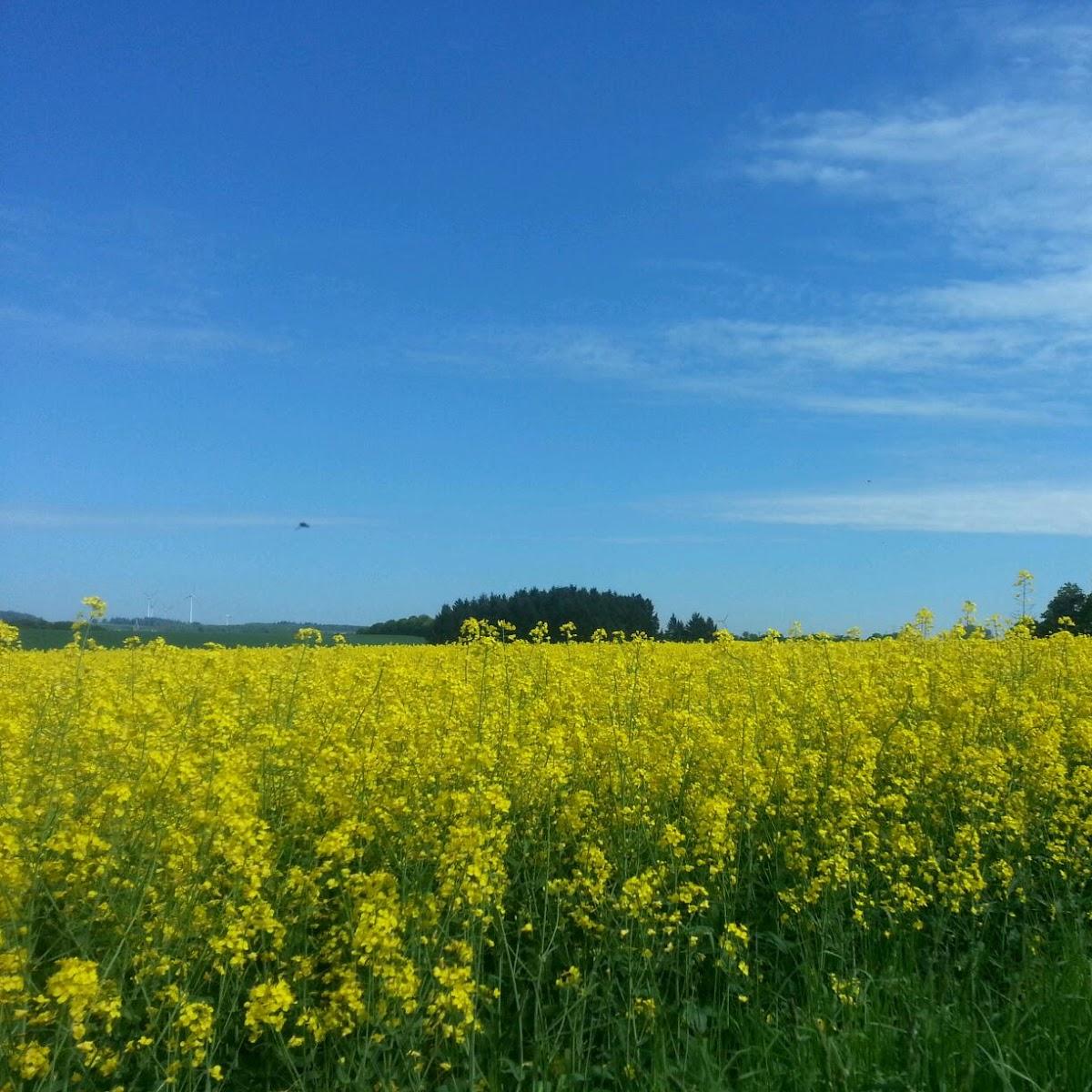 Restaurant "Haus zur Traube" in Klotten