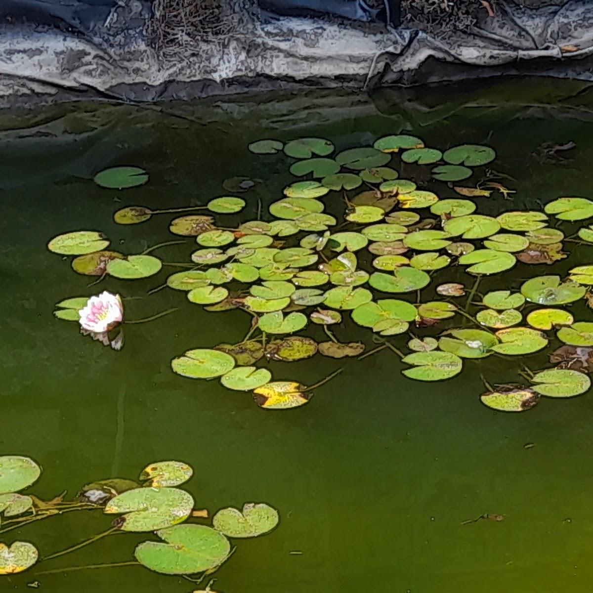 Restaurant "Wolfs Revier" in Clingen