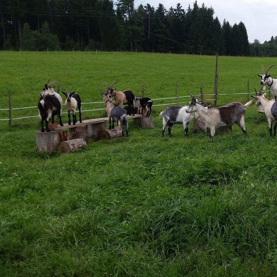 Restaurant "Marianne Gitzel Gaststätte Hirsch" in Gschwend
