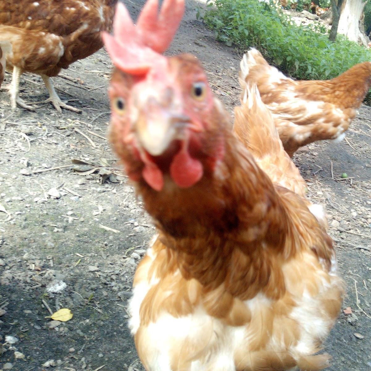 Restaurant "Thielsenhof" in Dollerup