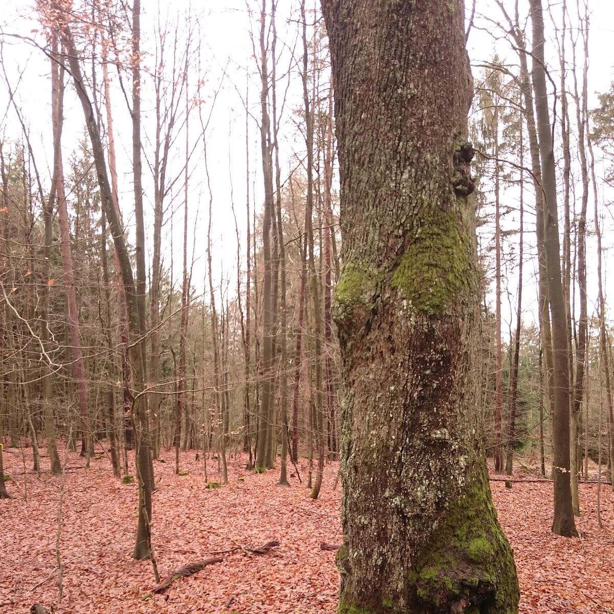 Restaurant "BratwurstEiche" in Lindenhardter Forst-Südost