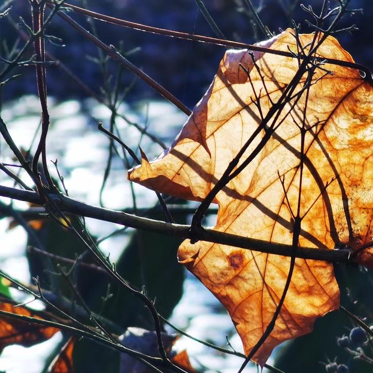 Restaurant "Kastanienplatz" in Gehrden