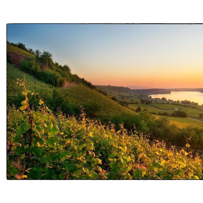 Restaurant "Weingut & Gästehaus Friedrichshof" in Nierstein
