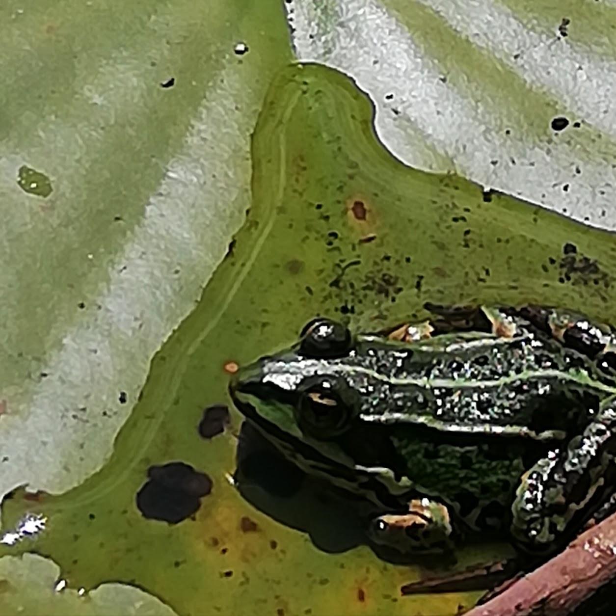 Restaurant "Edelweiss im Garten" in Berlin