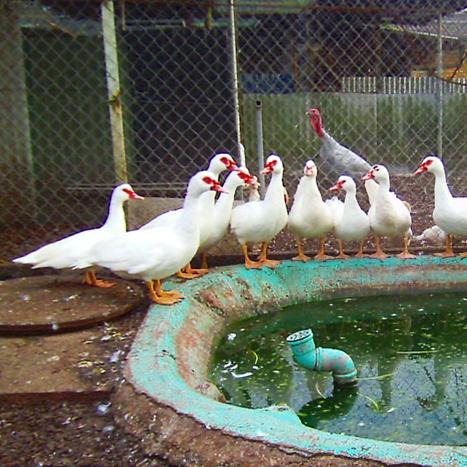 Restaurant "Kleintierzuchtverein" in Au am Rhein