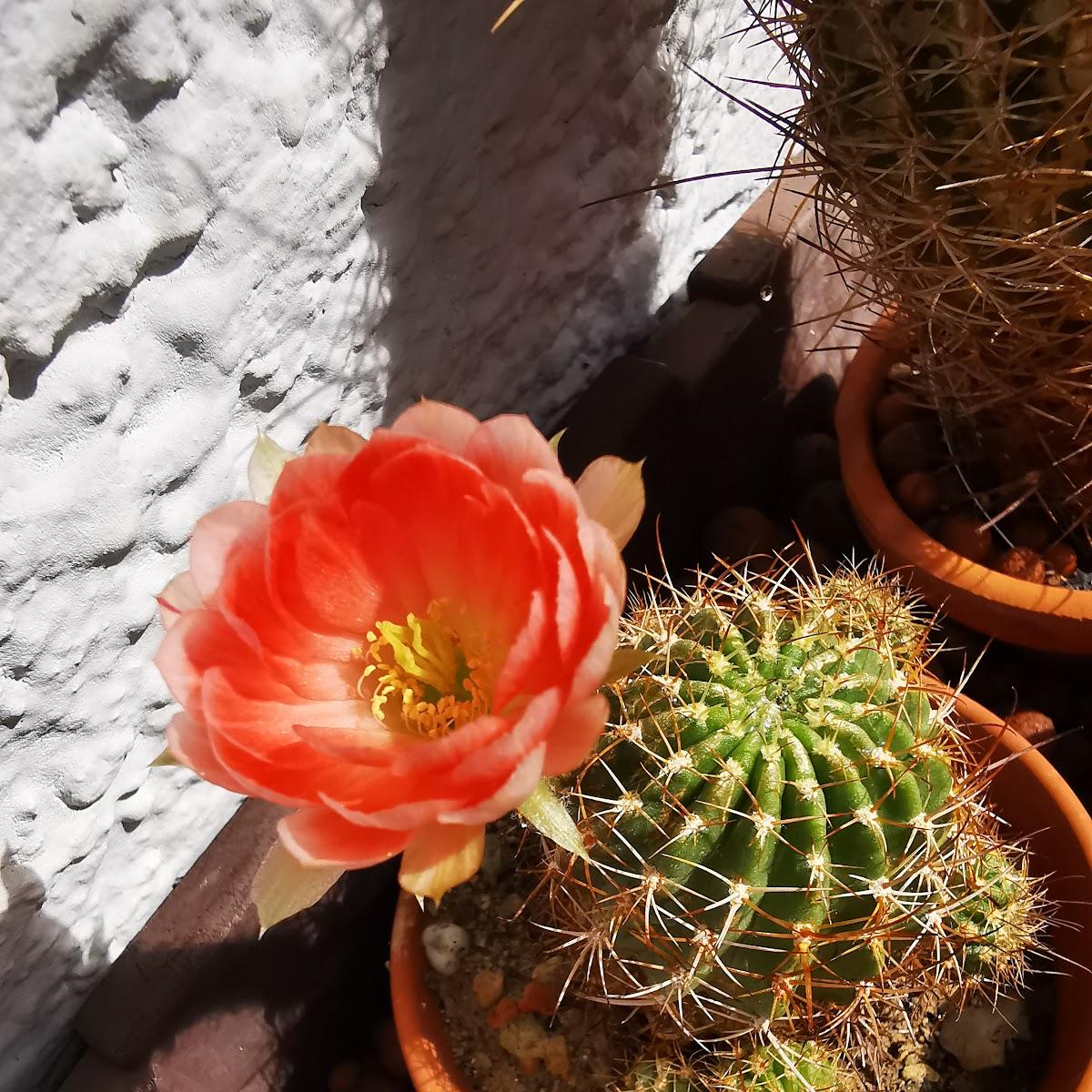 Restaurant "Restaurant Stefan" in Wolpertswende