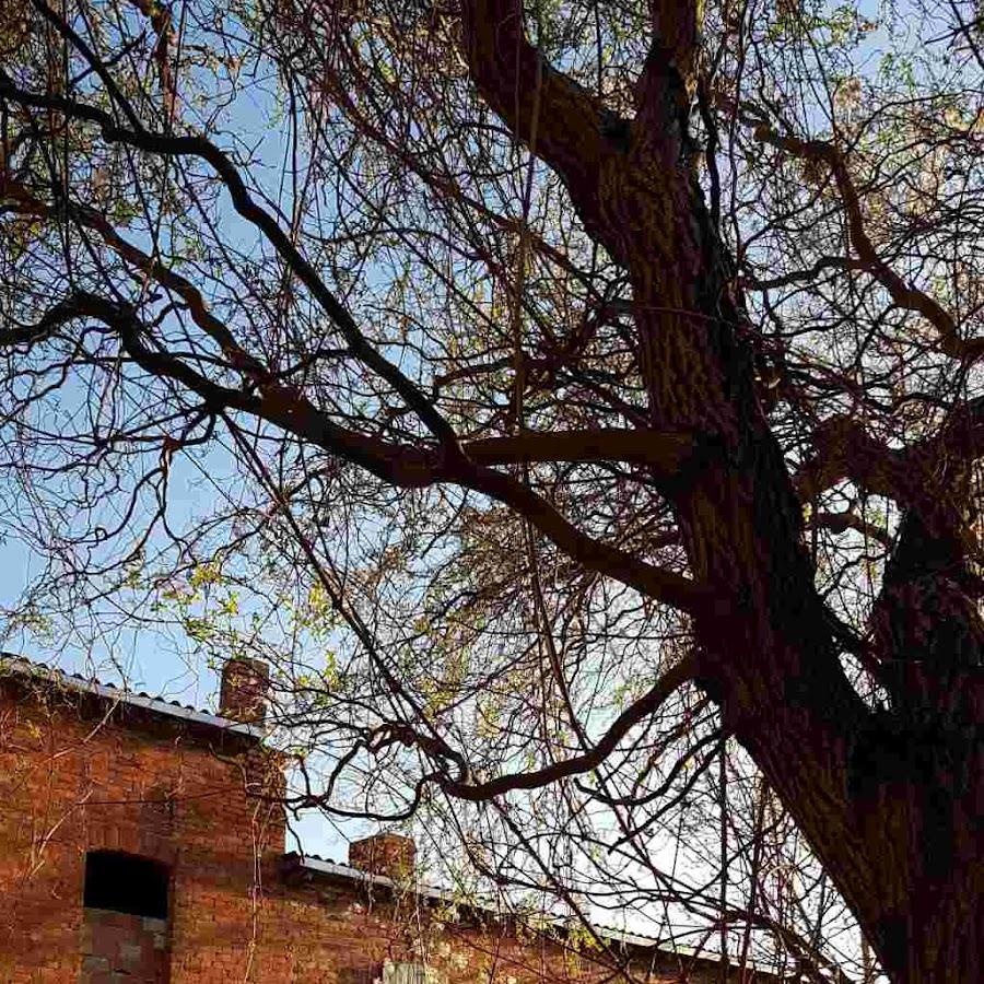 Restaurant "Hof" in Penkun