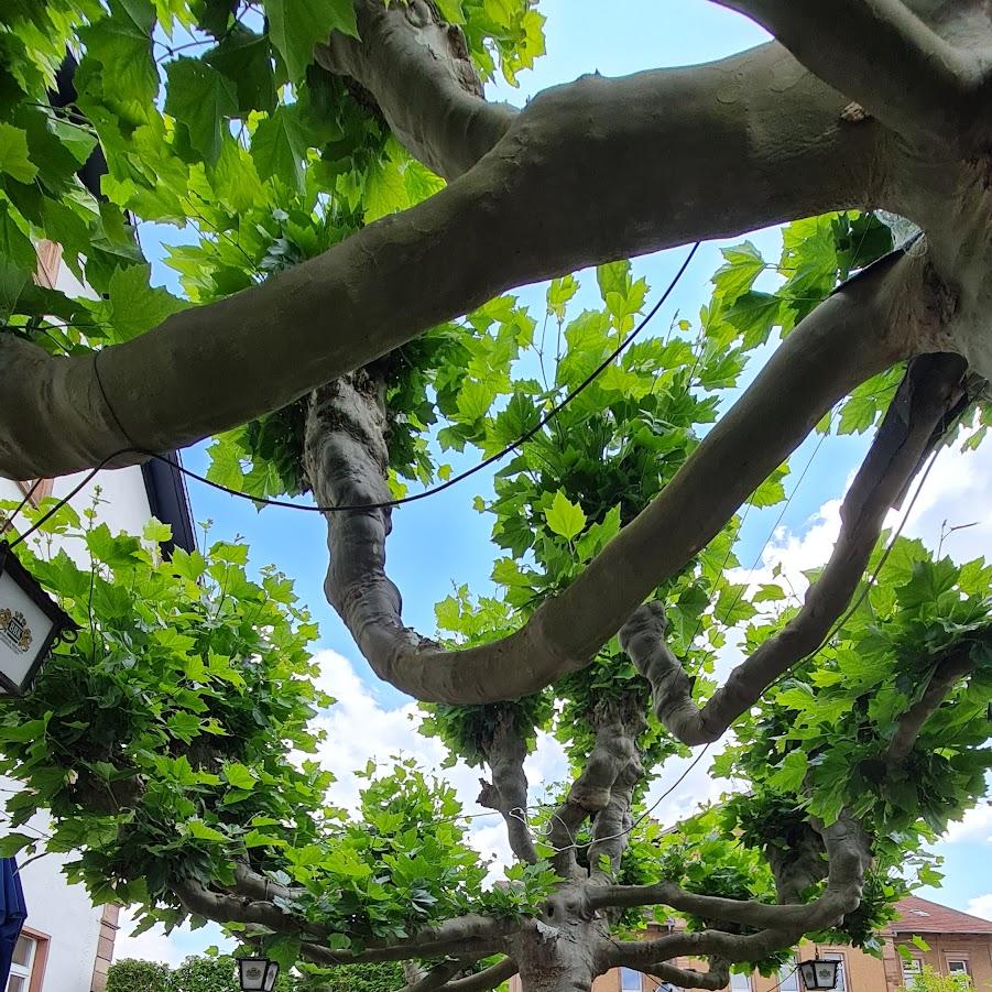 Restaurant "Al Platano" in Kirchheimbolanden