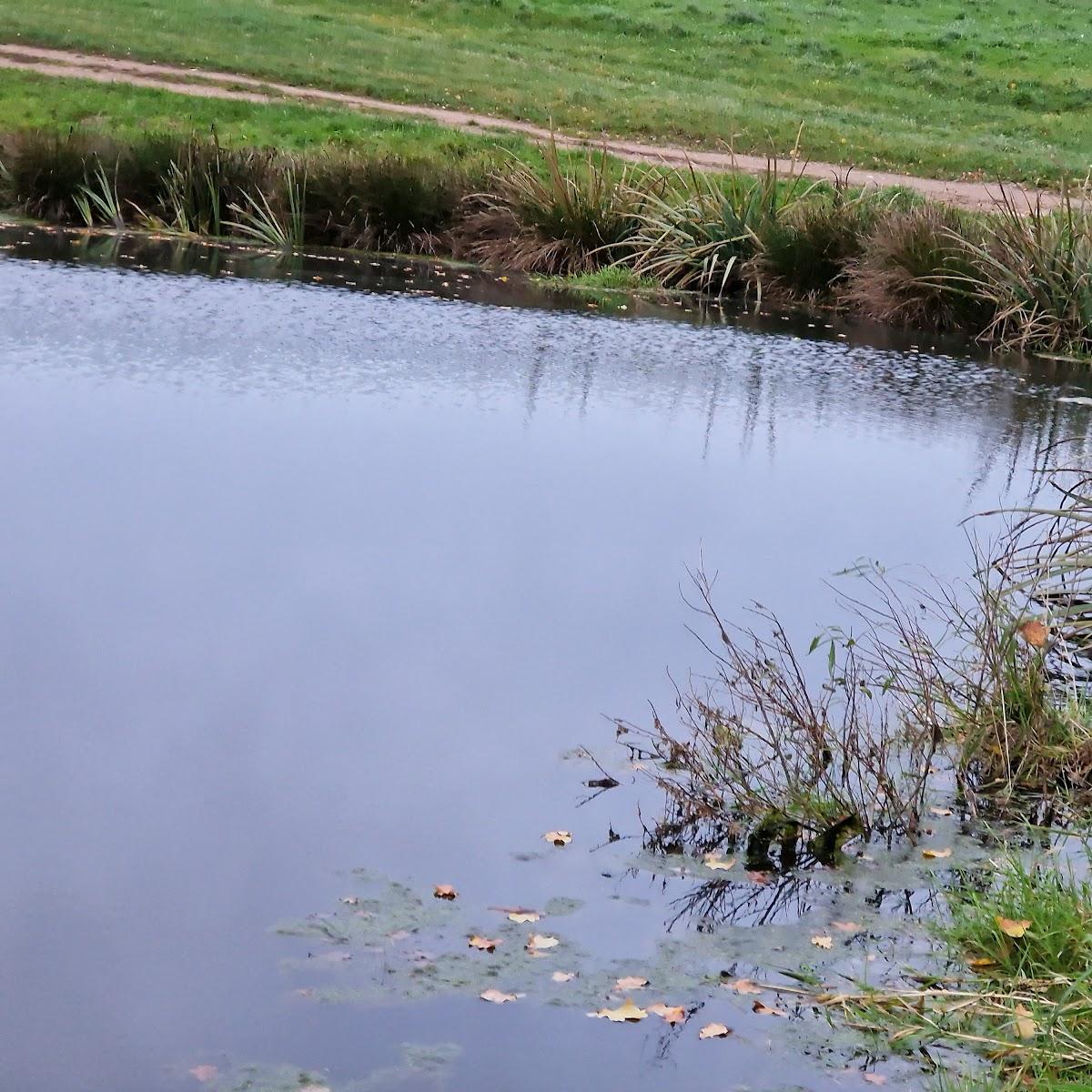 Restaurant "Neukirchen" in Neukirchen-Erzgebirge