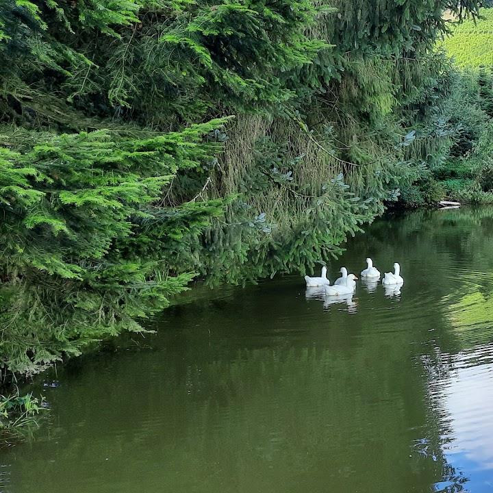 Restaurant "Weinbergspaziergang" in Oberkirch