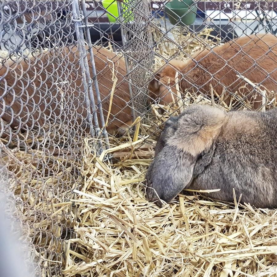 Restaurant "Vereinsgaststätte Kleintierzüchterverein  e.V." in Münsingen