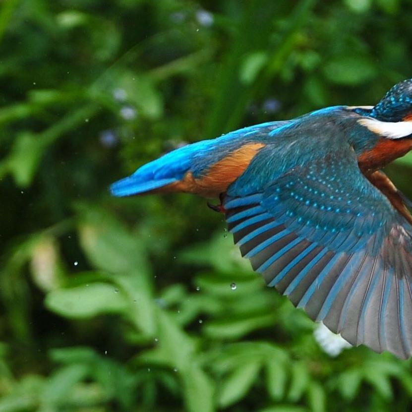 Restaurant "Forellenfarm Auetal" in Visbek