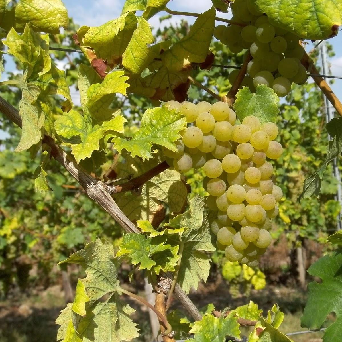 Restaurant "Gästehaus Weingut Elfriede Fuhrmann" in Ellenz-Poltersdorf