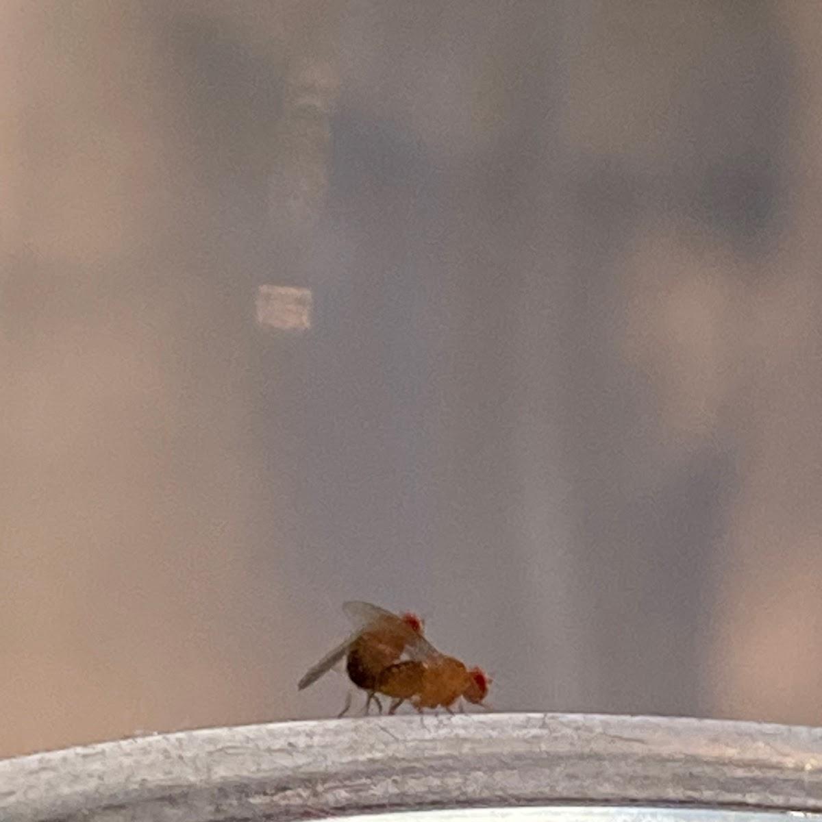 Restaurant "Partyraum" in Butzbach