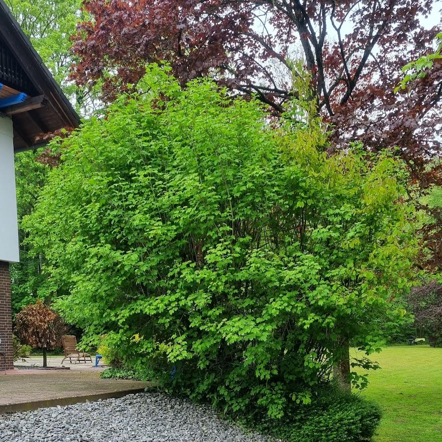 Restaurant "Gästehaus Schewe" in Ahnsen