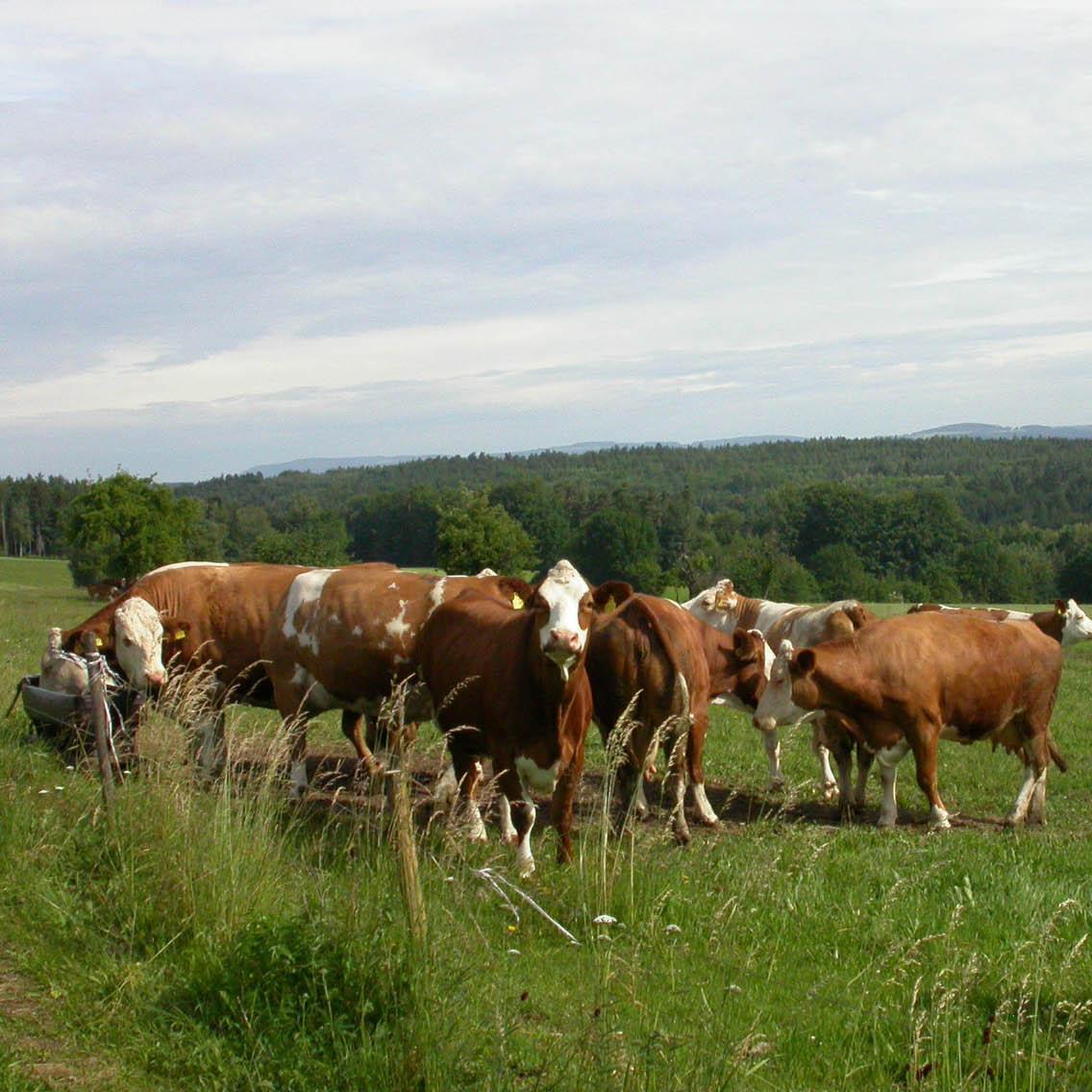 Restaurant "Alfred Schneider Gasthof Förster" in  Kulmbach