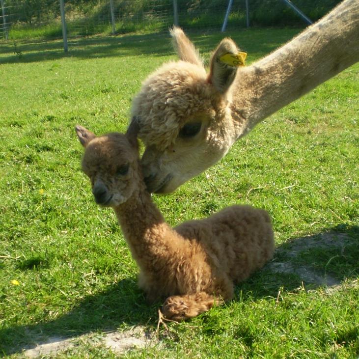 Restaurant "Alpakas vom Herr Hof" in Wurster Nordseeküste