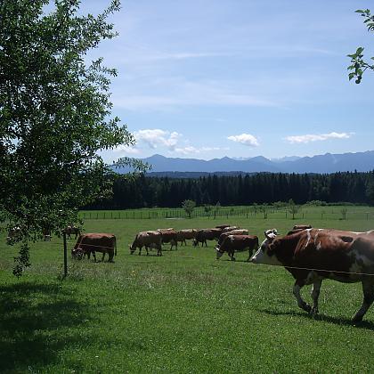 Restaurant "Granerhof Ferien" in Böbing