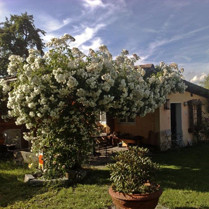 Restaurant "Landhotel Elfenhof" in Immenstaad am Bodensee