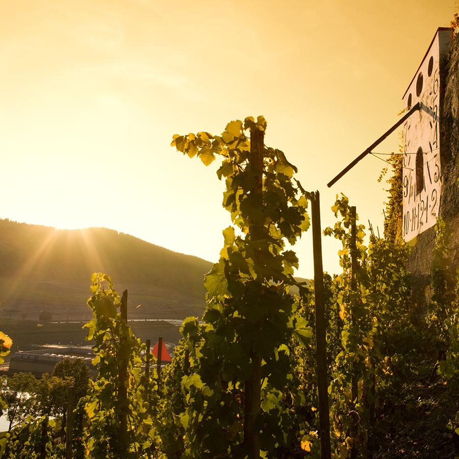 Restaurant "Landhotel Rochter" in Zeltingen-Rachtig