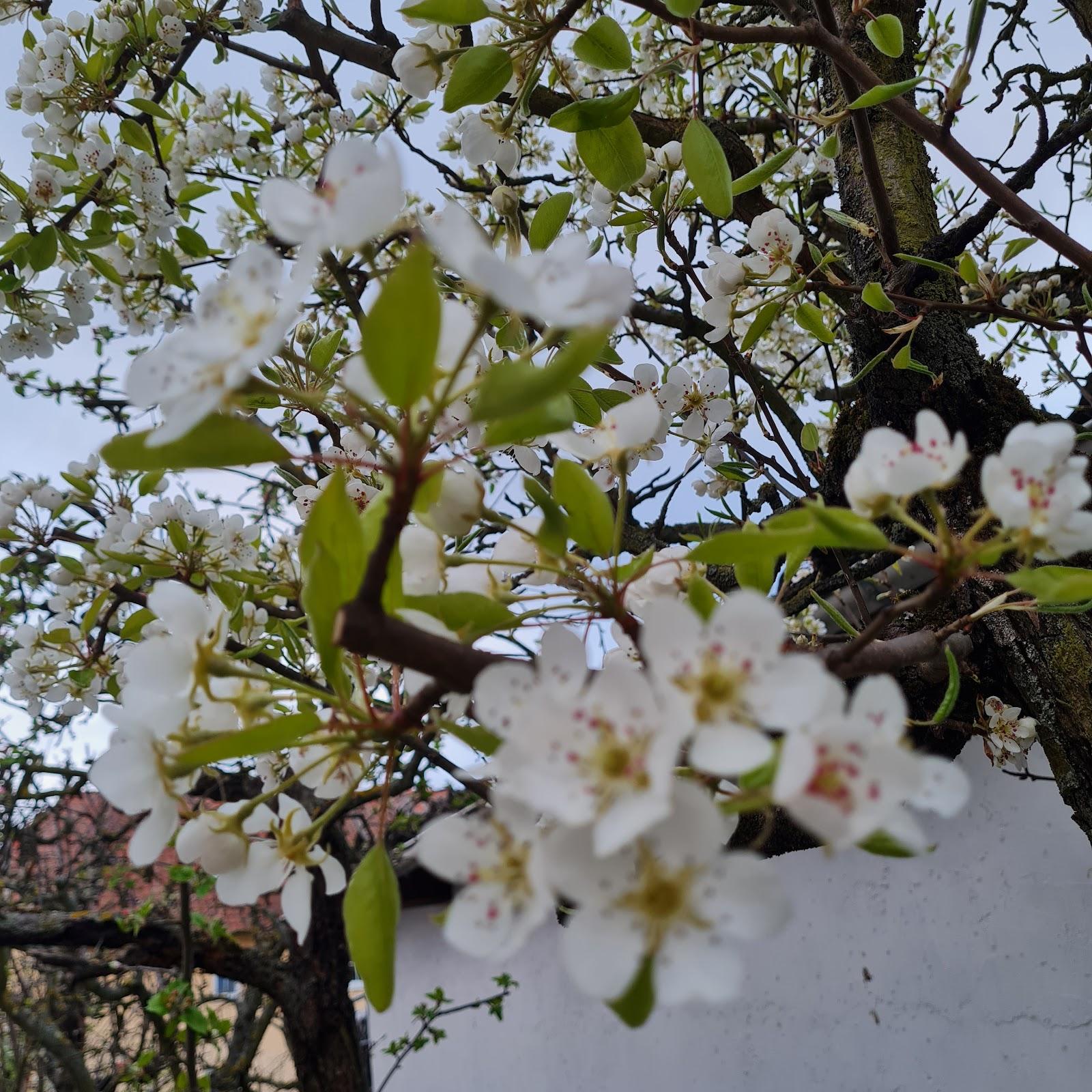 Restaurant "Gästehäuser Schramm" in Kallstadt