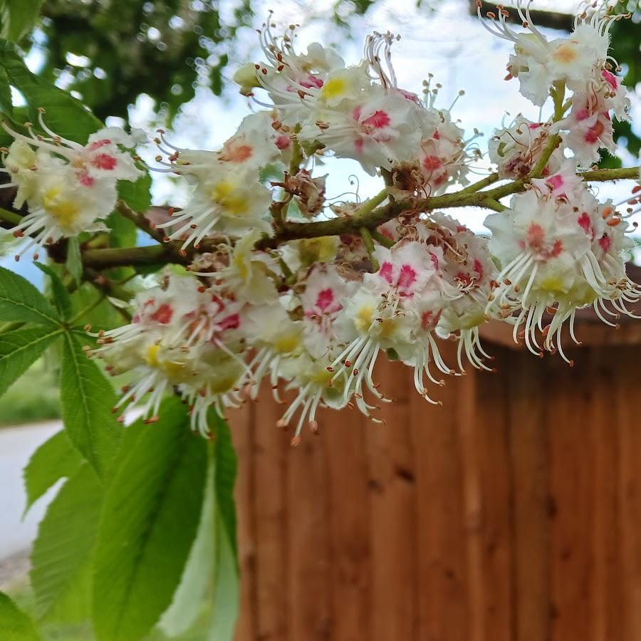 Restaurant "Allg-Eis" in Kißlegg
