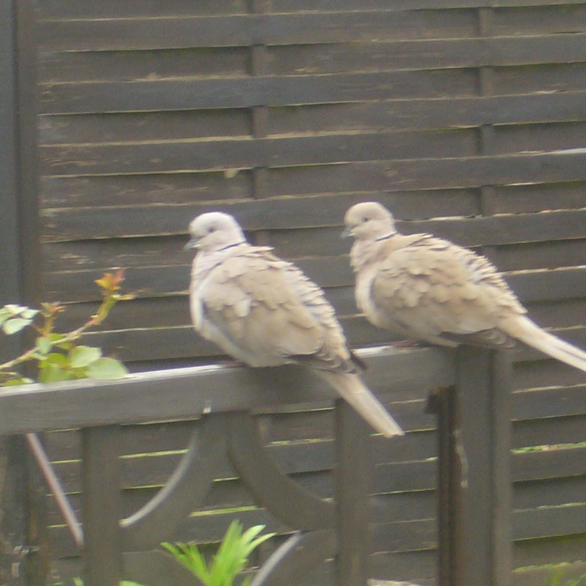 Restaurant "Imbissstübchen , Menüdienst J.Brüder" in Seegebiet Mansfelder Land