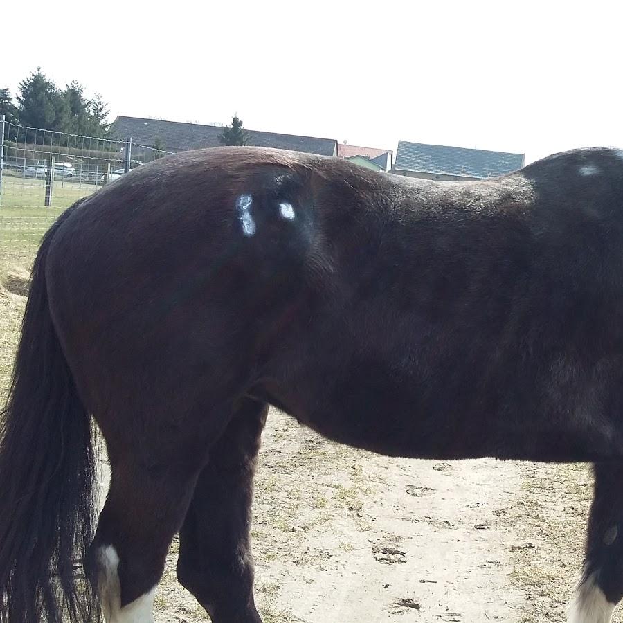 Restaurant "Zum Schützen" in  Trebbin