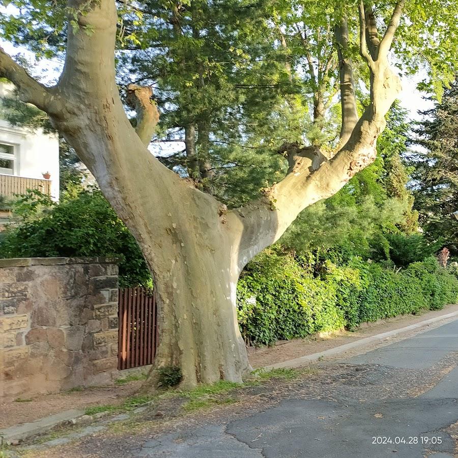 Restaurant "GEKO - Gastronomie-Einrichtungen Karsten Oehme" in Radebeul