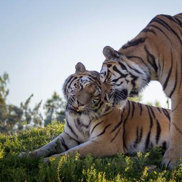 Restaurant "Tier - Erlebnispark Bell GmbH" in Bell (Hunsrück)
