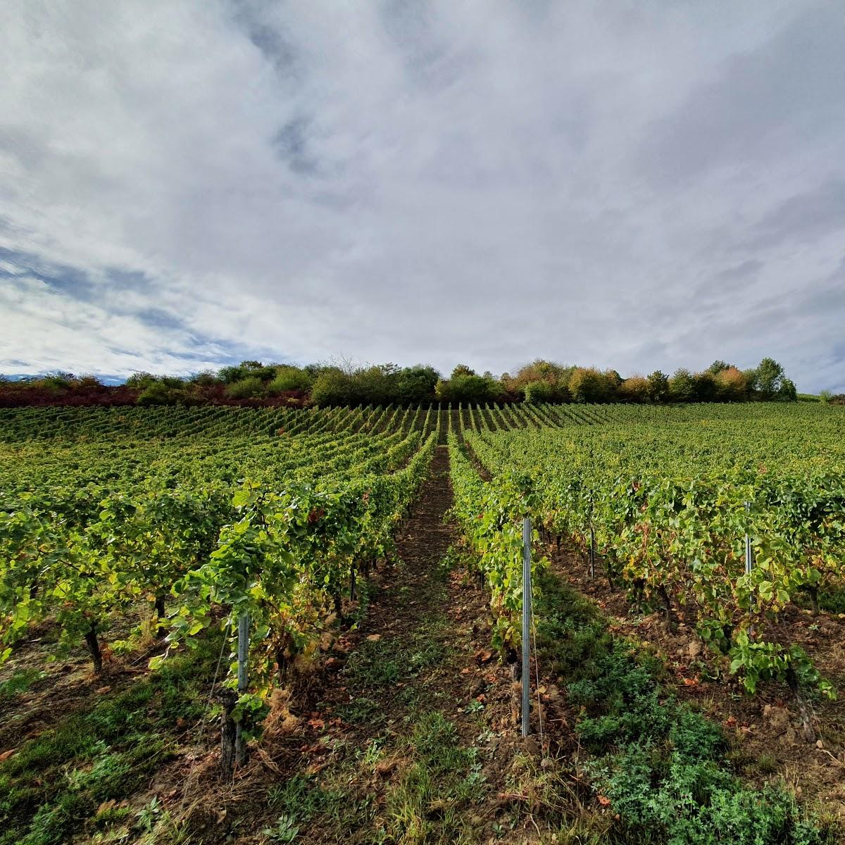 Restaurant "Weingut Tom & Bernd Dietz GbR" in  Oppenheim