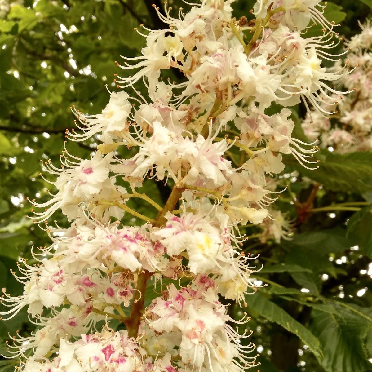 Restaurant "Vinivita" in  Nierstein