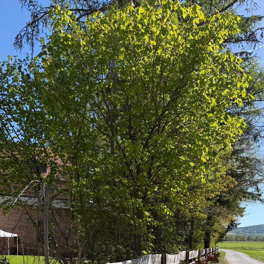 Restaurant "Eichmühle Riverside" in Bad Hersfeld
