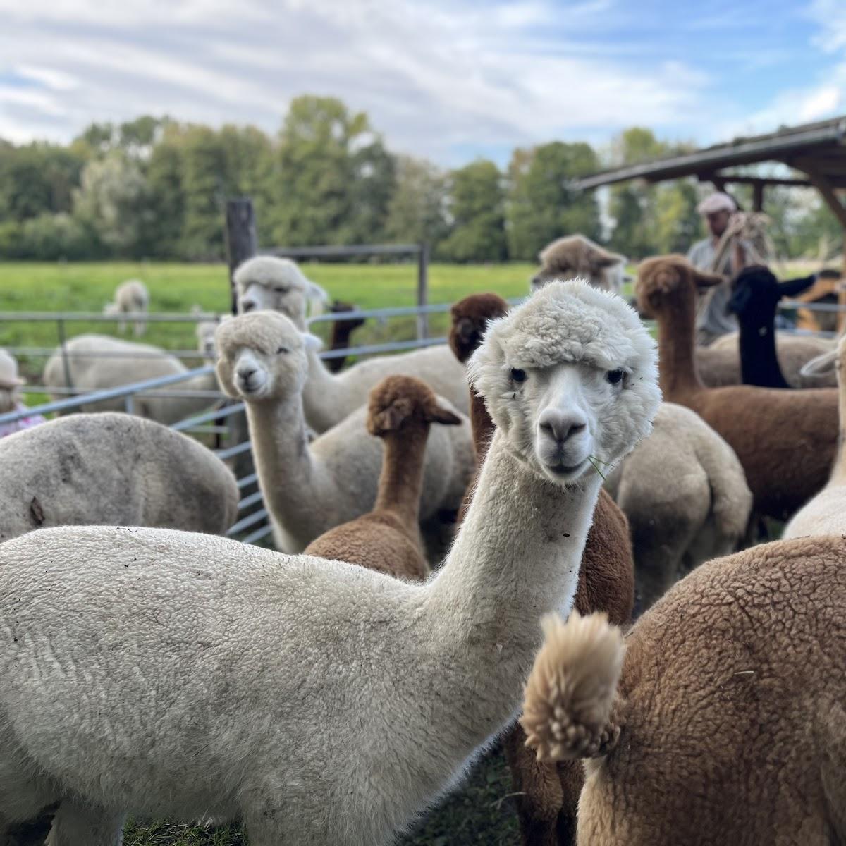 Restaurant "ALPAKA HOF | online FARM SHOP | BIO EIS | Alpaca Finca Spreewald" in Vetschau-Spreewald