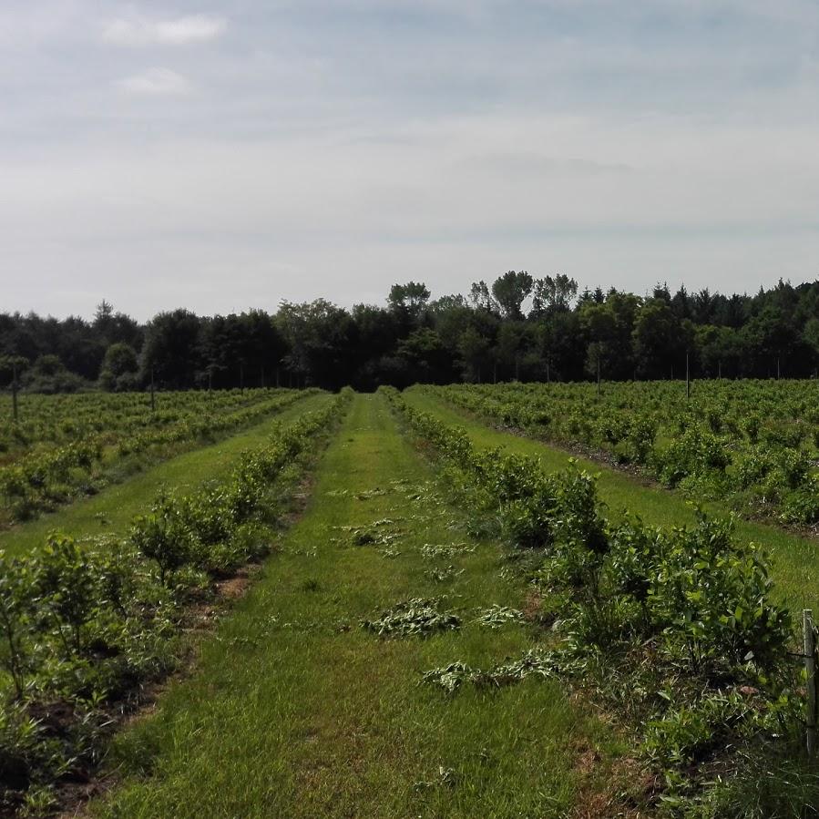 Restaurant "Gustav Vorst" in  Ankum