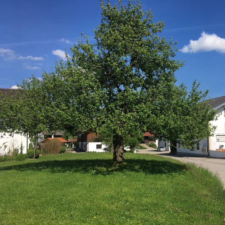 Restaurant "Gasthof Waldwinkl" in  Höslwang