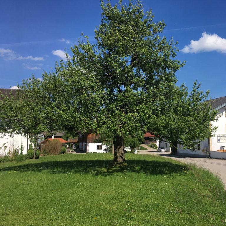 Restaurant "Gasthof Waldwinkl - Georg Asenbeck" in Höslwang