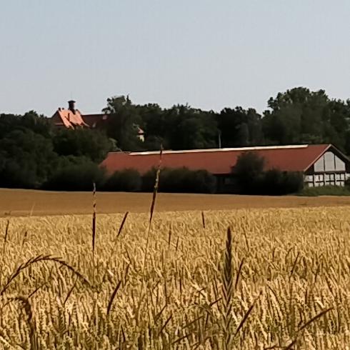 Restaurant "Krone" in  Jettingen